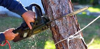 How Our Tree Care Process Works  in  Ransomville, NY