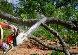 Best Commercial Tree Removal  in Ransomville, NY