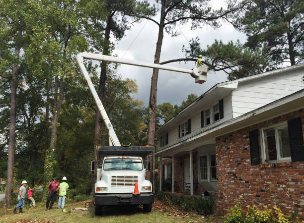 Best Tree Cabling and Bracing  in Ransomville, NY