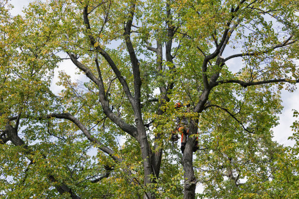 Best Emergency Tree Removal  in Ransomville, NY